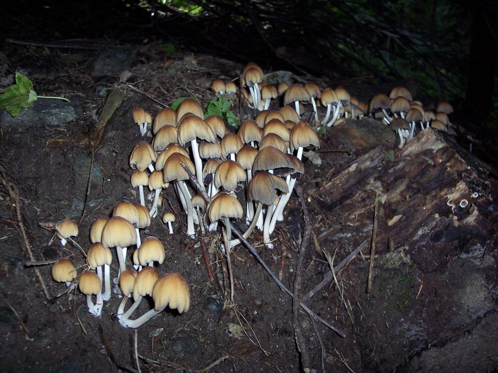 Escursione a Gressoney